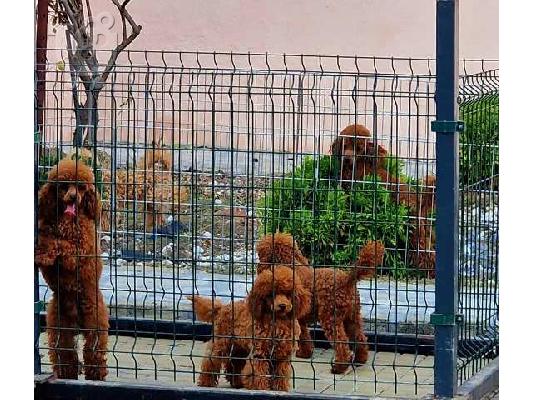 Κορυφαίας ποιότητας παιχνίδι και μίνι κανίς